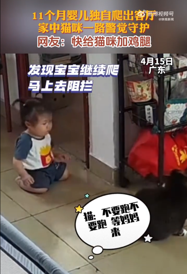 博乐体育：婴儿单独爬出客堂猫咪警卫防守(图1)